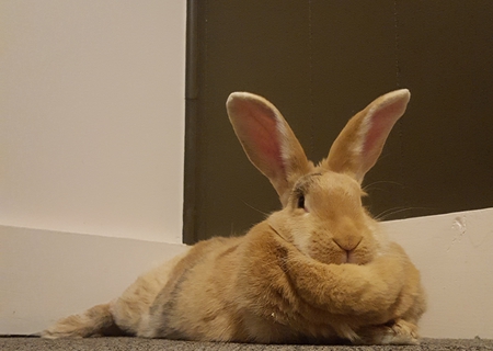 Entry image for Peanut. Clicking this image will show a larger photo