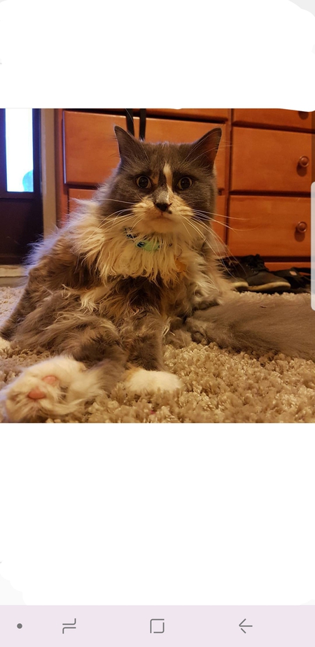 Entry image for Beckham. Clicking this image will show a larger photo