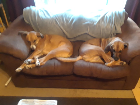 Entry image for Molly and Bella. Clicking this image will show a larger photo