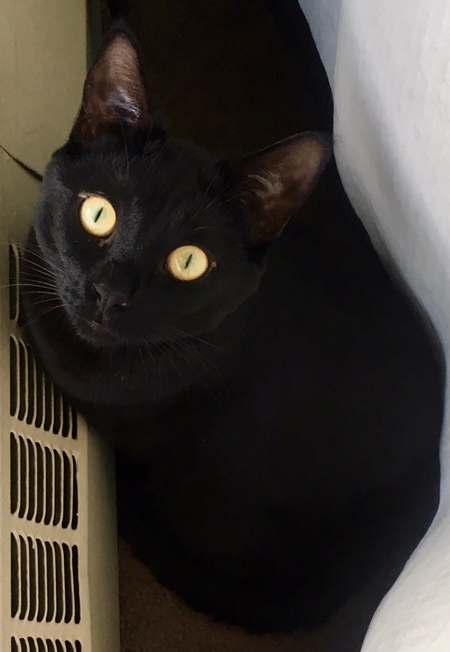 Entry image for Monster. Clicking this image will show a larger photo