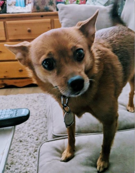 Entry image for Coco. Clicking this image will show a larger photo