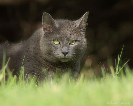 Entry image for Louie. Clicking this image will show a larger photo