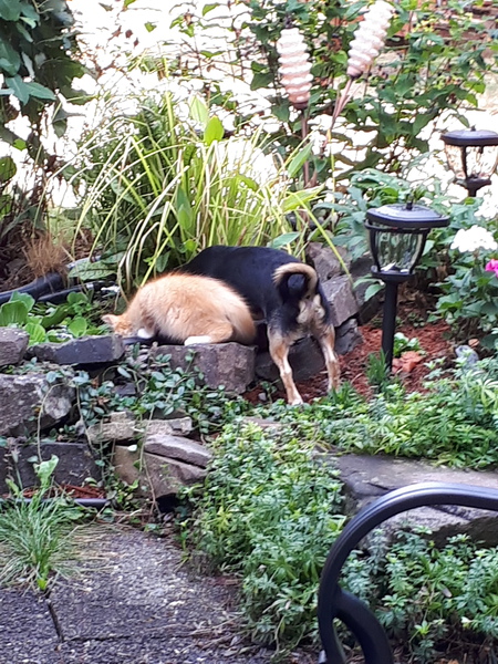 Entry image for Riot and Jerry. Clicking this image will show a larger photo