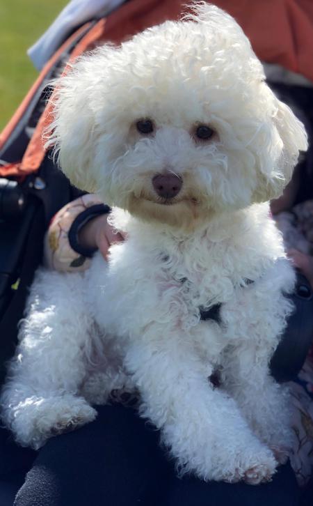 Entry image for Teddy. Clicking this image will show a larger photo