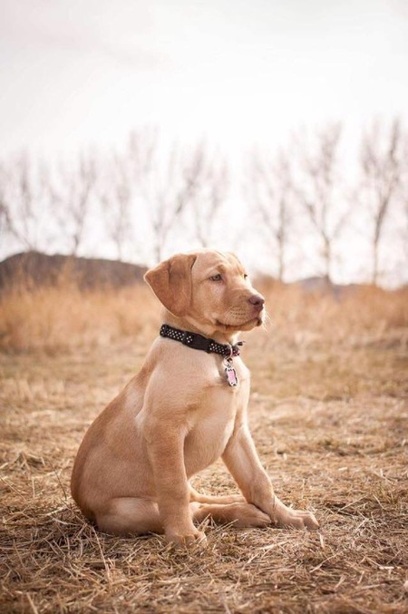 Entry image for Ellie. Clicking this image will show a larger photo