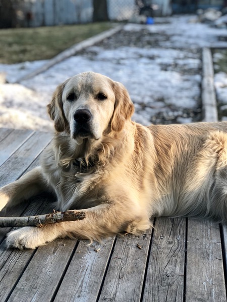 Entry image for Bailey Boy. Clicking this image will show a larger photo