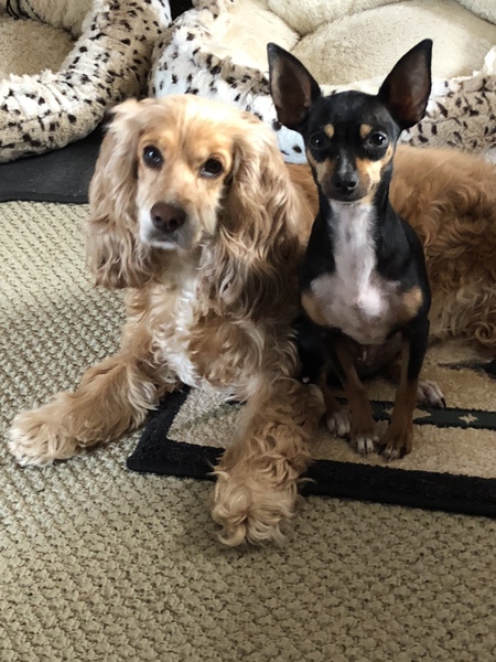 Entry image for Poppy & Eddie. Clicking this image will show a larger photo