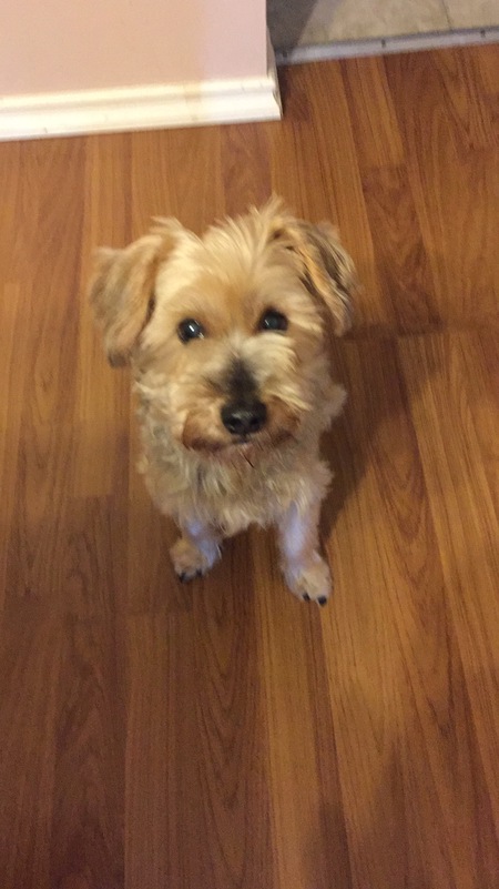 Entry image for Ding Ding. Clicking this image will show a larger photo