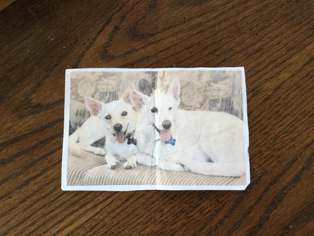 Entry image for Oscar and Jas. Clicking this image will show a larger photo