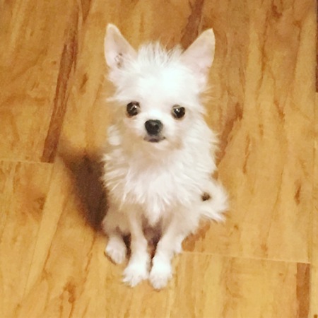 Entry image for Chica. Clicking this image will show a larger photo