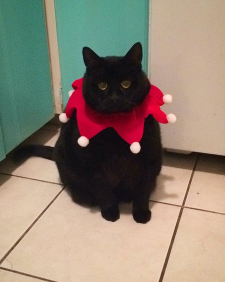 Entry image for Snoopy. Clicking this image will show a larger photo