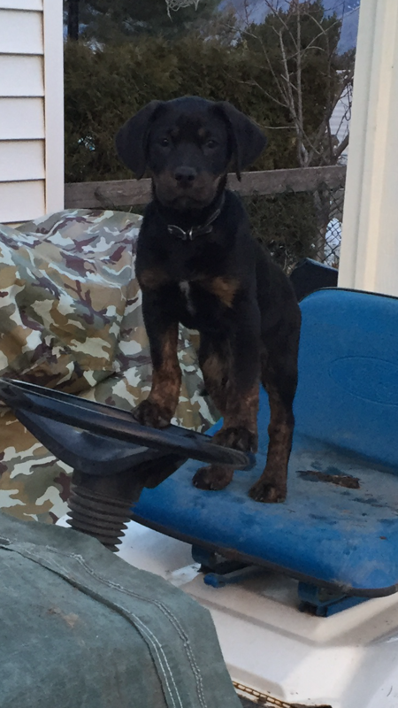 Entry image for Chevy. Clicking this image will show a larger photo