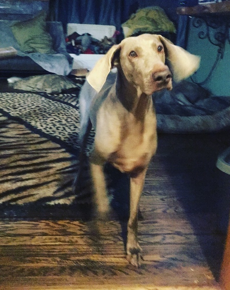 Entry image for Freya. Clicking this image will show a larger photo