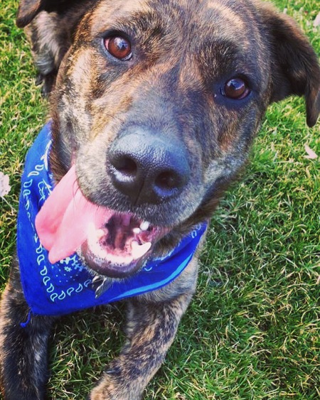 Entry image for Swarley. Clicking this image will show a larger photo