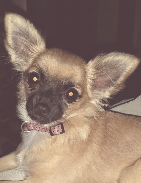 Entry image for Pyper. Clicking this image will show a larger photo