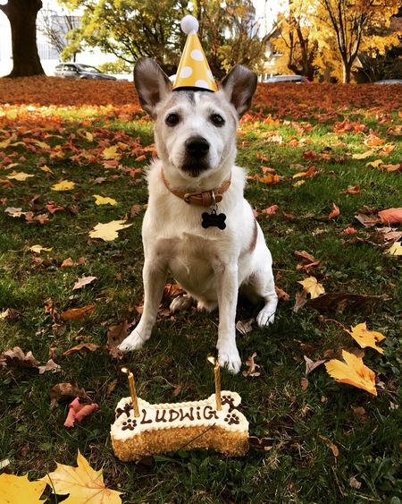 Entry image for Ludwig. Clicking this image will show a larger photo