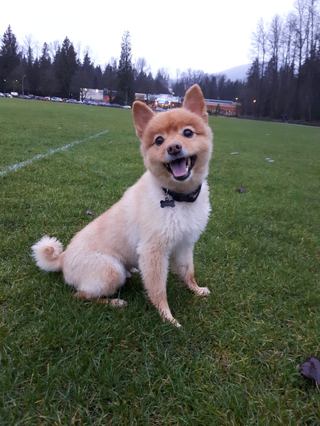 Entry image for Sampson. Clicking this image will show a larger photo