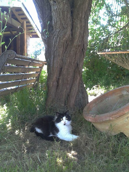 Entry image for Telesto. Clicking this image will show a larger photo