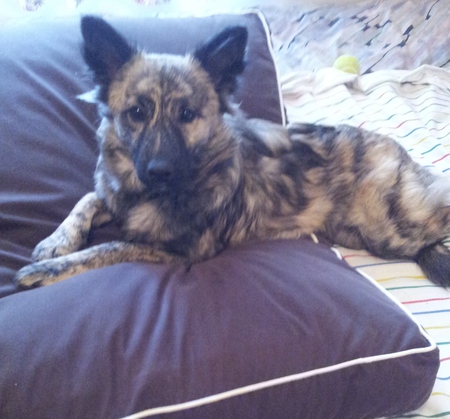 Entry image for Honey. Clicking this image will show a larger photo