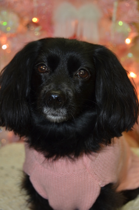 Entry image for Bella Boogie Bum. Clicking this image will show a larger photo