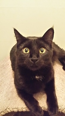 Entry image for Kokanee. Clicking this image will show a larger photo