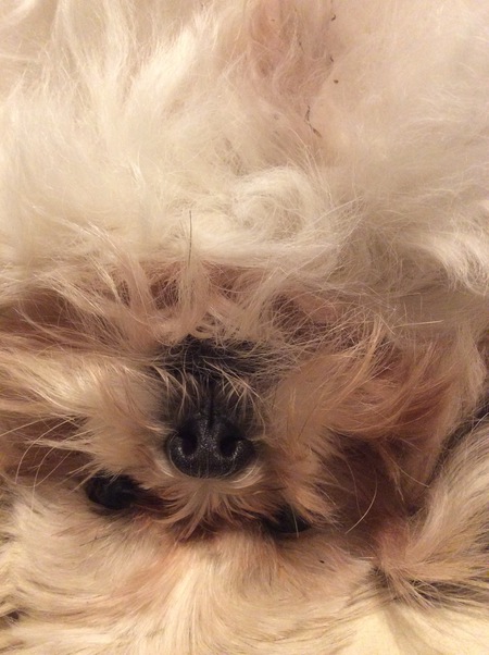 Entry image for Penny. Clicking this image will show a larger photo