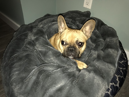 Entry image for Abby. Clicking this image will show a larger photo