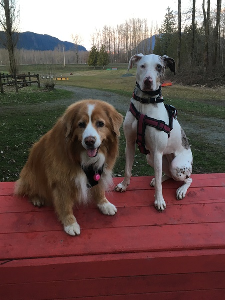 Entry image for Quincy (L) & Skye (R). Clicking this image will show a larger photo