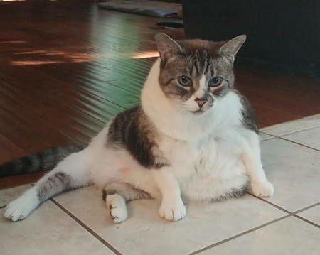 Entry image for Mowgli . Clicking this image will show a larger photo