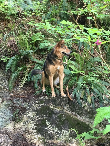 Entry image for Maggie. Clicking this image will show a larger photo