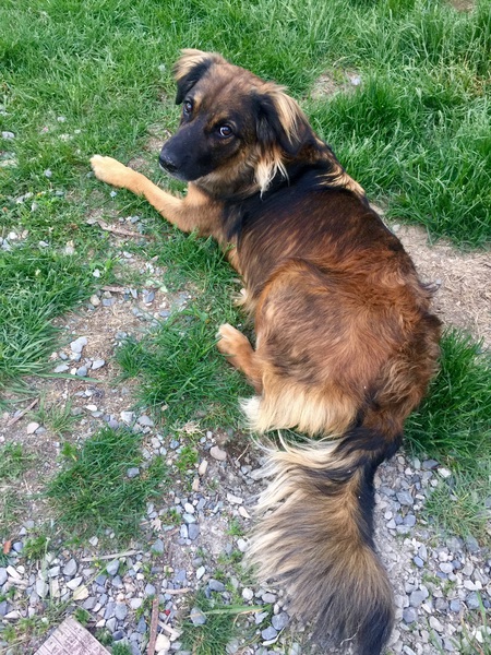 Entry image for Harley. Clicking this image will show a larger photo