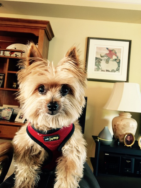 Entry image for Dobby. Clicking this image will show a larger photo