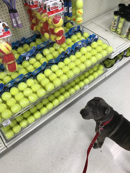 Entry image for Star. Clicking this image will show a larger photo