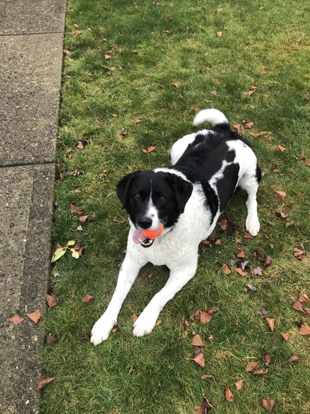 Entry image for Nash. Clicking this image will show a larger photo