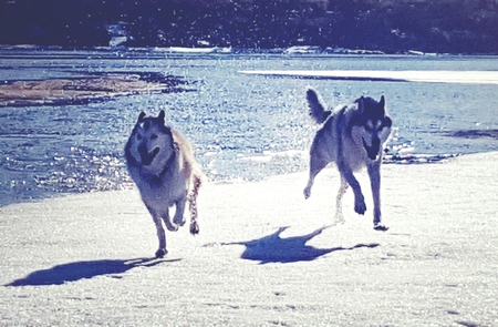 Entry image for Nina and Diesel . Clicking this image will show a larger photo