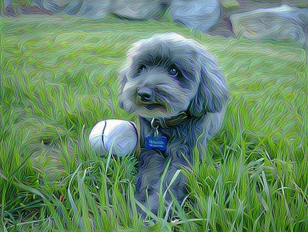 Entry image for Boutros. Clicking this image will show a larger photo