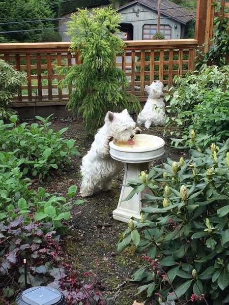 Entry image for Sam. Clicking this image will show a larger photo