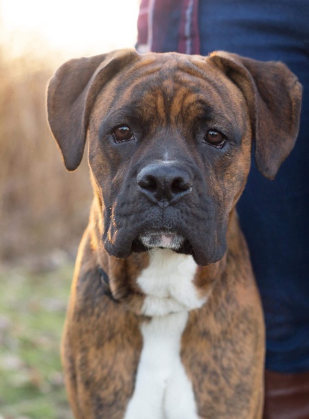 Entry image for Chester . Clicking this image will show a larger photo