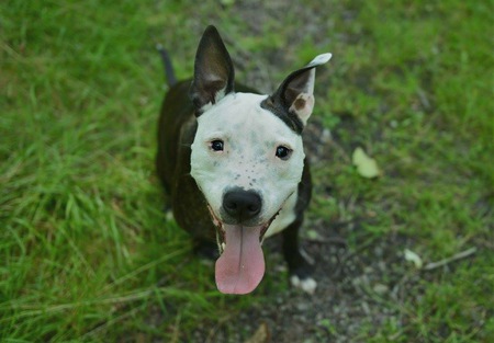 Entry image for Milton. Clicking this image will show a larger photo