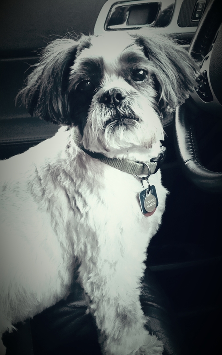 Entry image for Chopper. Clicking this image will show a larger photo