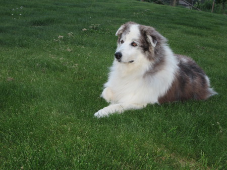 Entry image for Susie. Clicking this image will show a larger photo