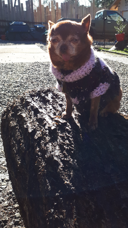 Entry image for Toffee. Clicking this image will show a larger photo