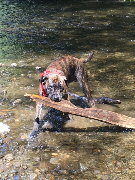 Entry image for Helo. Clicking this image will show a larger photo