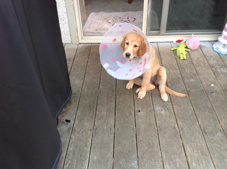 Entry image for Marley. Clicking this image will show a larger photo