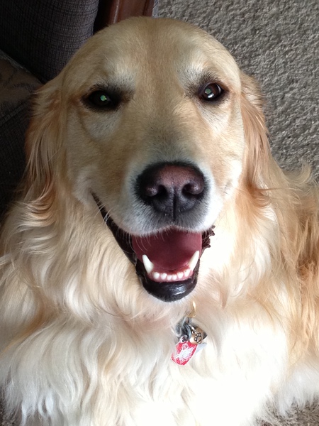 Entry image for Bailey. Clicking this image will show a larger photo