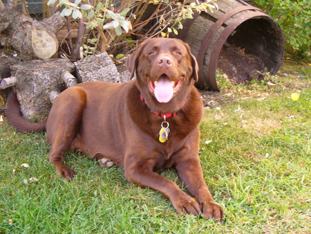 Entry image for Beauregard. Clicking this image will show a larger photo