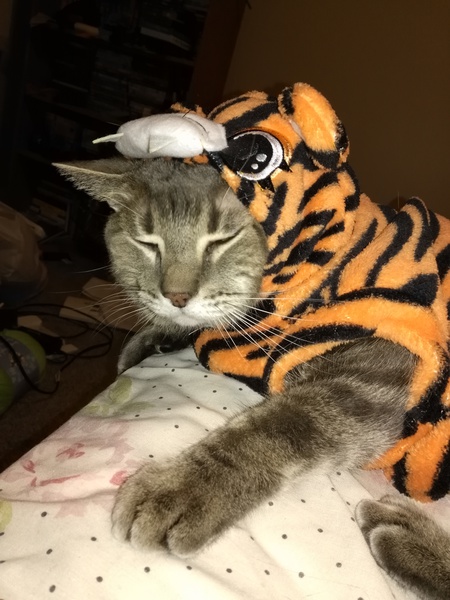 Entry image for Fish. Clicking this image will show a larger photo