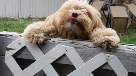 Entry image for Oliver. Clicking this image will show a larger photo