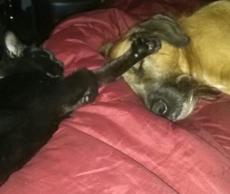 Entry image for Oprah /cat Argus/dog. Clicking this image will show a larger photo