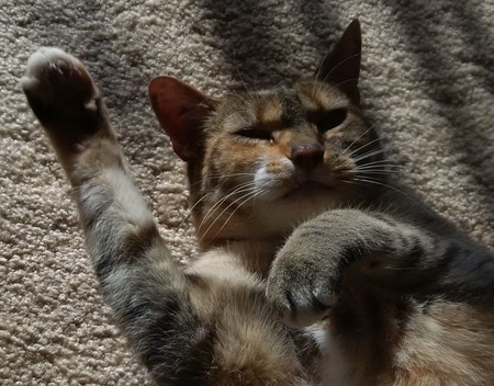 Entry image for Cali. Clicking this image will show a larger photo